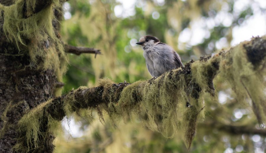 A small grey bird perched on a lichen-draped branch in Olympic National Park